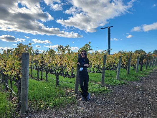 California vineyard in Autumn